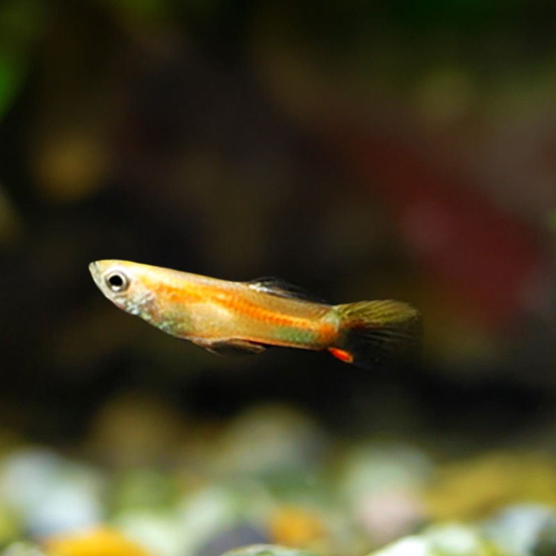 Red Chest Endler|Imported|Male|Female|Pair (M/F)