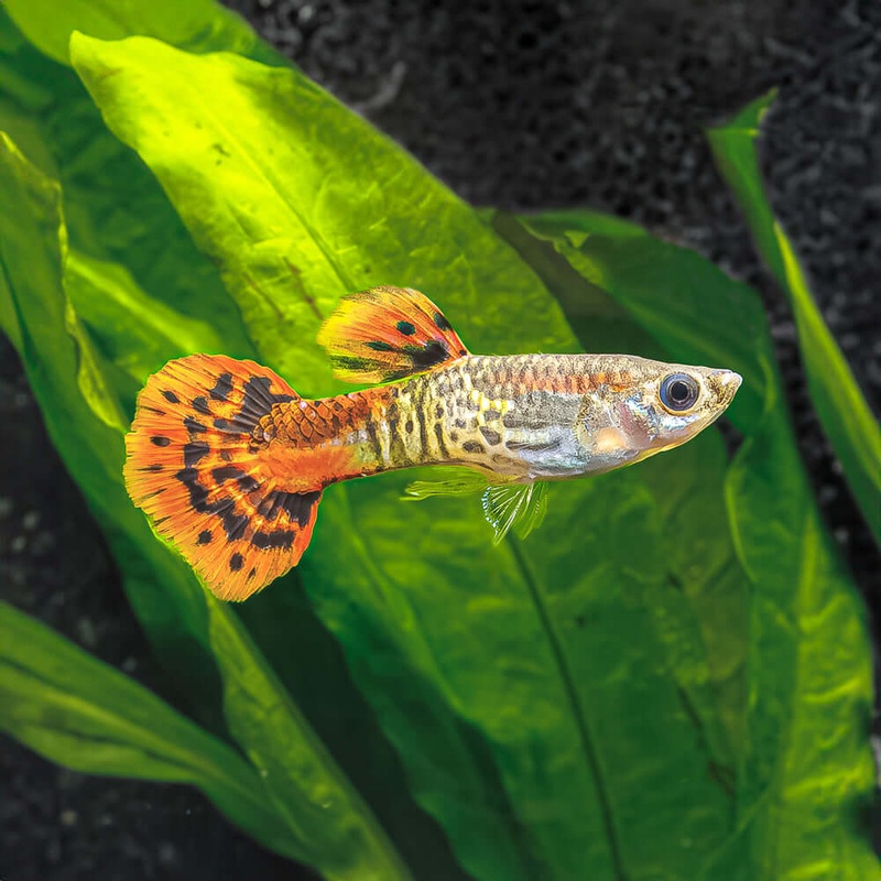 Red Cobra Guppy|Imported|Locally Bred|Male|Female|Pair (M/F)