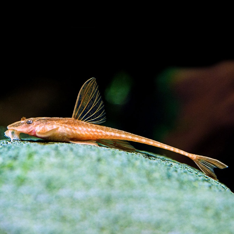 Red Lizard Whiptail Catfish | Rineloricaria