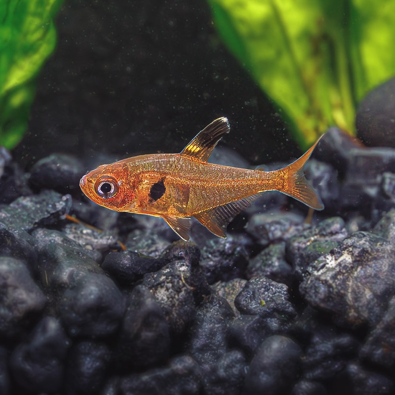 Red Phantom Tetra|Imported|1 Fish