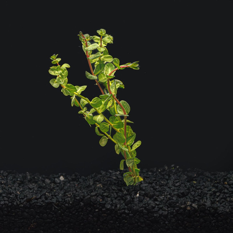 Rotala Macrandra Red|1 Bunch (2-3 Stems)