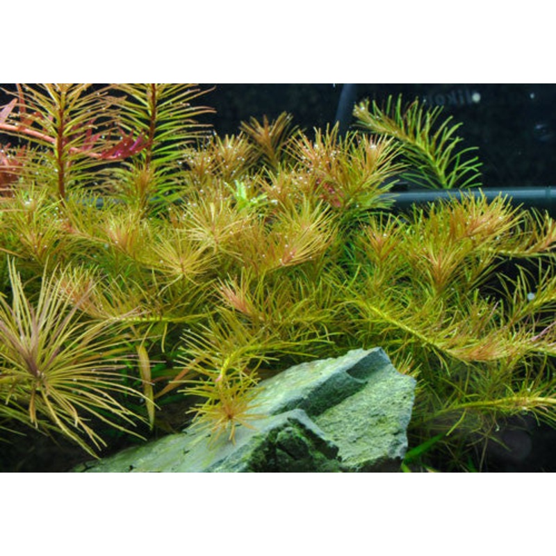 Rotala Nanjenshan