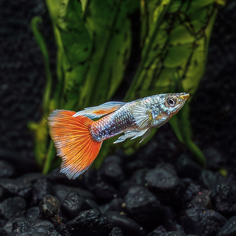 Santa Claus Guppy|Imported|Flip Bred|Male|Female|Pair (M/F)|Juvie