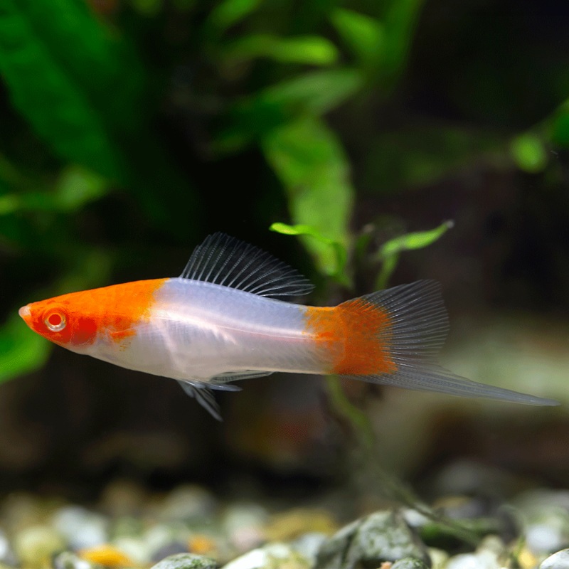 Santa Claus (Koi) Swordtail | Xiphophorus helleri