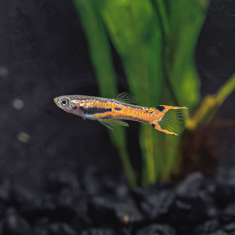 Scarlet Endler|Imported|Male|Female|Pair (M/F)
