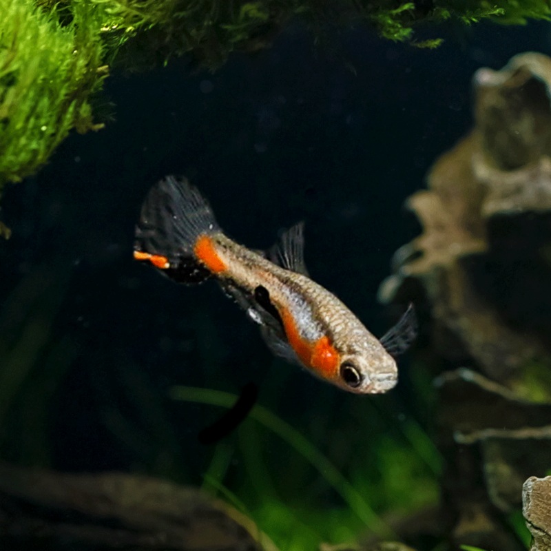 Sky Blue Endler|Imported|Male|Female|Pair (M/F)