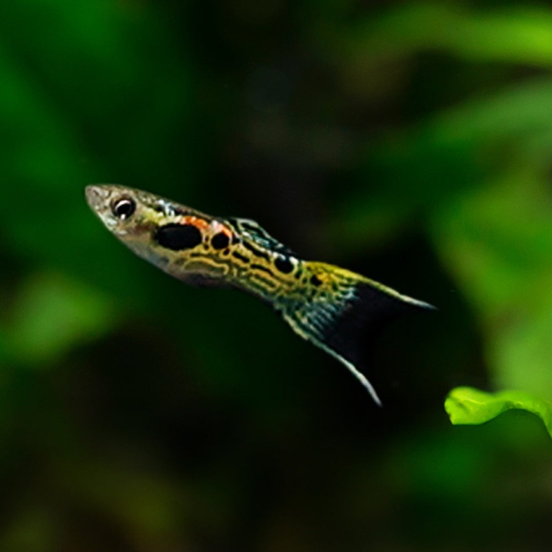 Snakeskin Endler|Imported|Male|Female|Pair (M/F)