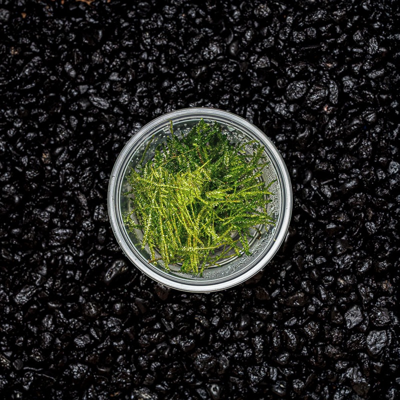 Spiky Moss | Taxiphyllum ‘Spiky’