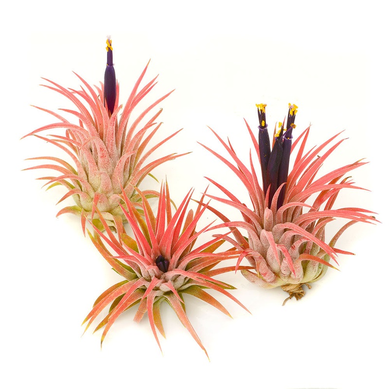 T. Ionantha Rubra – Blushing Red