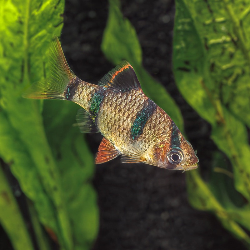 Tiger Barb | Capoeta Tetrazona
