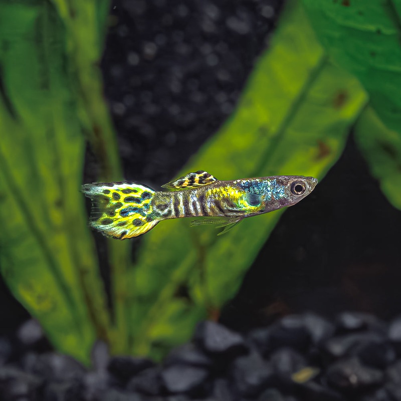 Tiger Endler | Poecilia Wingei