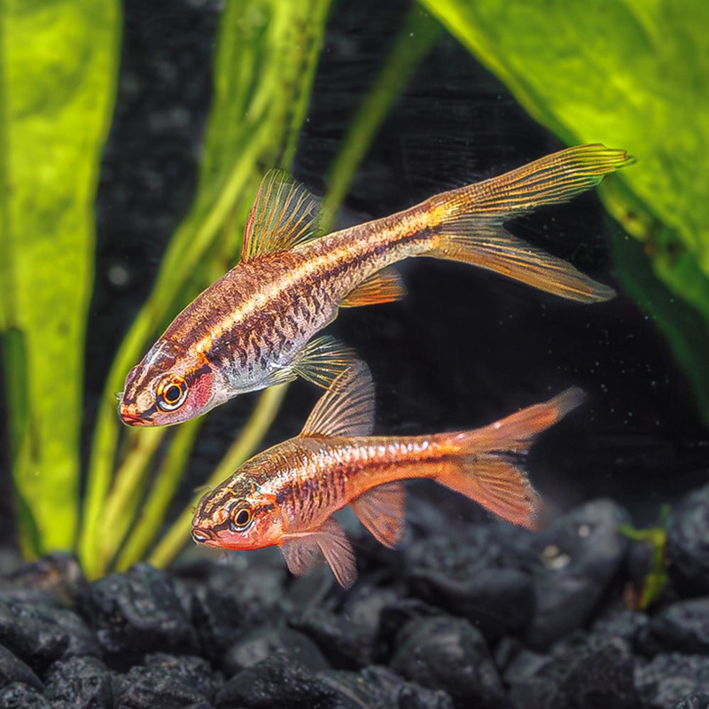Veiltail Cherry Barb (Longfin)
