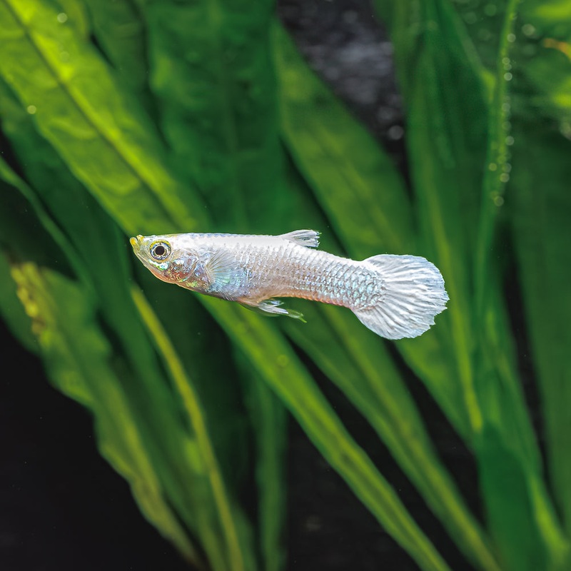 White Moscow Guppy|Flip Bred|Imported|Juvie (Unsexed)|Male|Female|Pair (M/F)