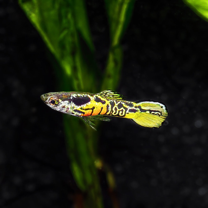 Yellow Tiger Endler|Imported|Male|Female|Pair (M/F)