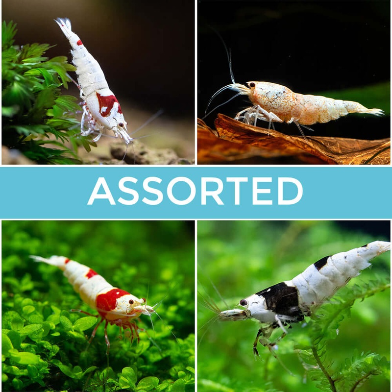 10 Assorted Crystal Shrimp|Imported