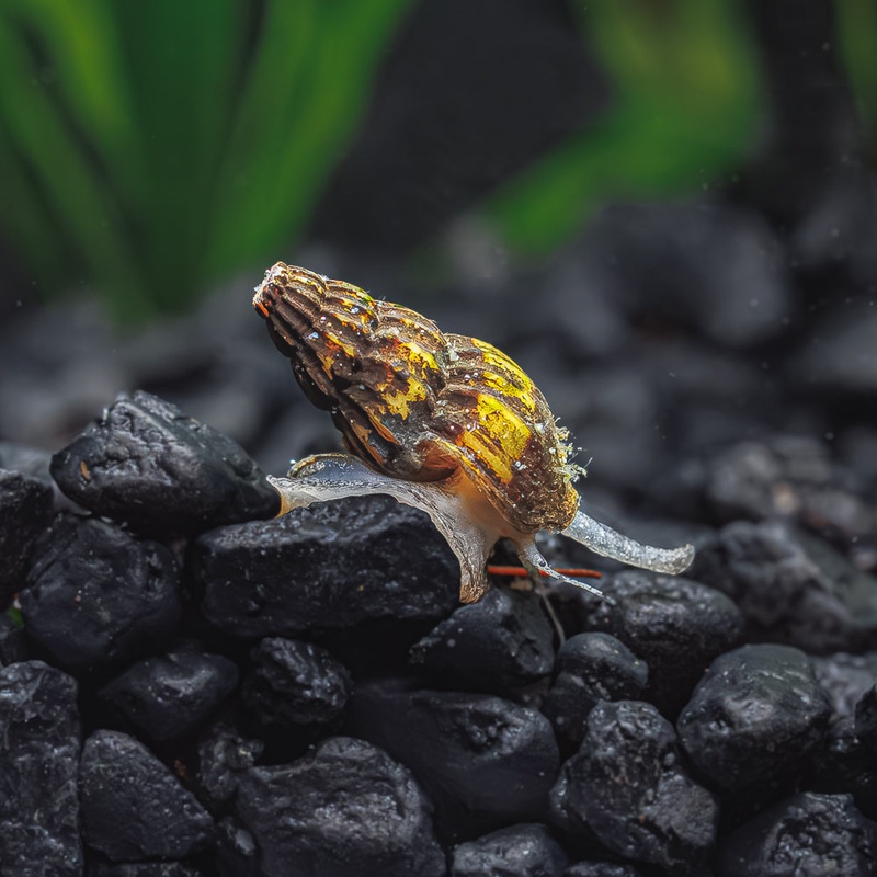 3 Assassin Snails|3 Pack