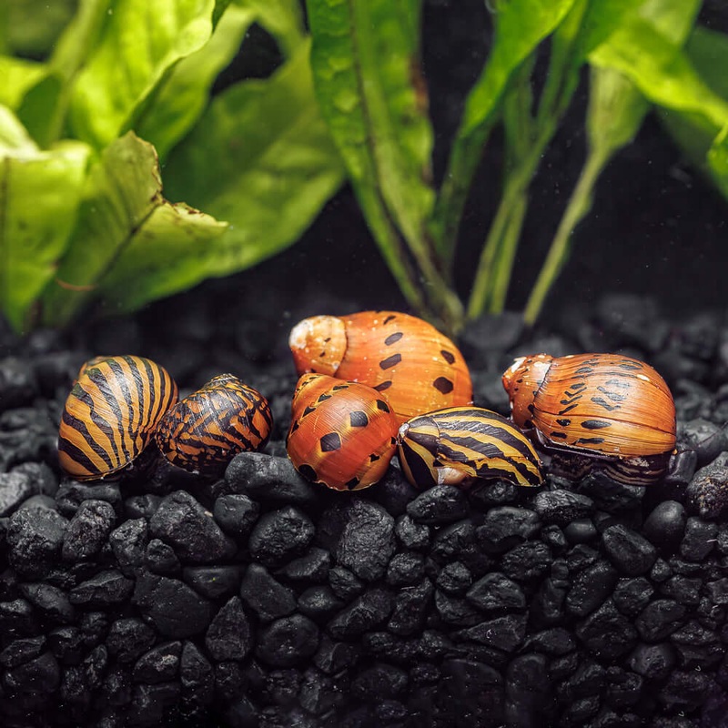 3 Assorted Nerite Snails|3 Pack