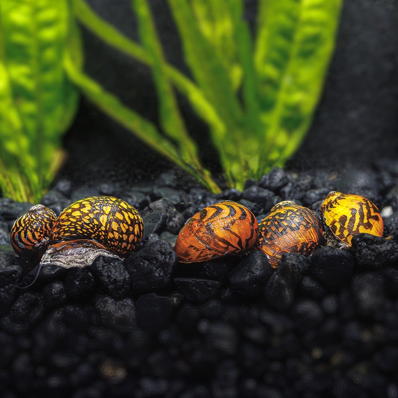 3 Batik Nerite Snails|3 Pack