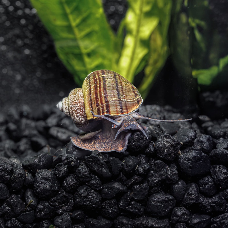 3 Black Mystery Snails|3 Pack