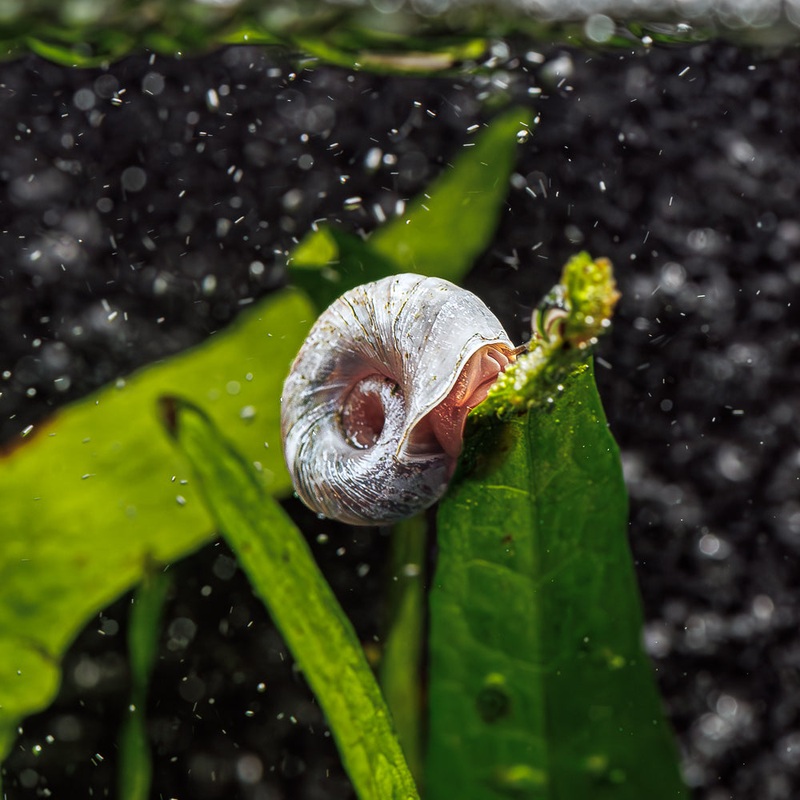 3 Blue Ramshorn Snails|USA Bred|3 Pack