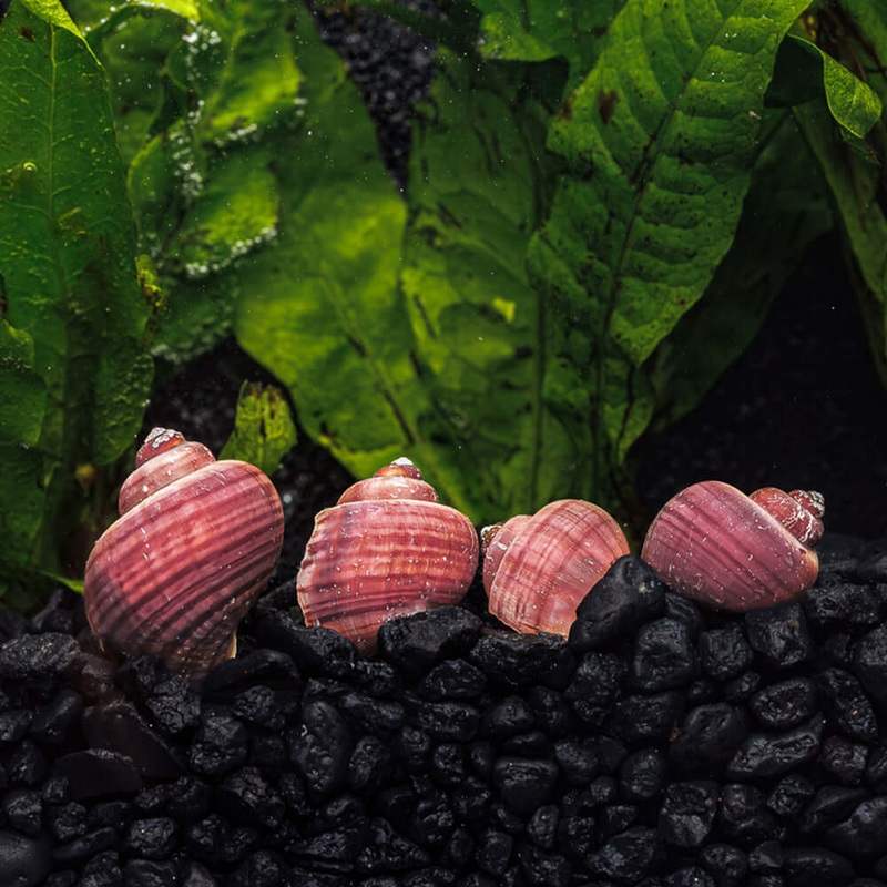 3 Magenta Mystery Snails|3 Pack