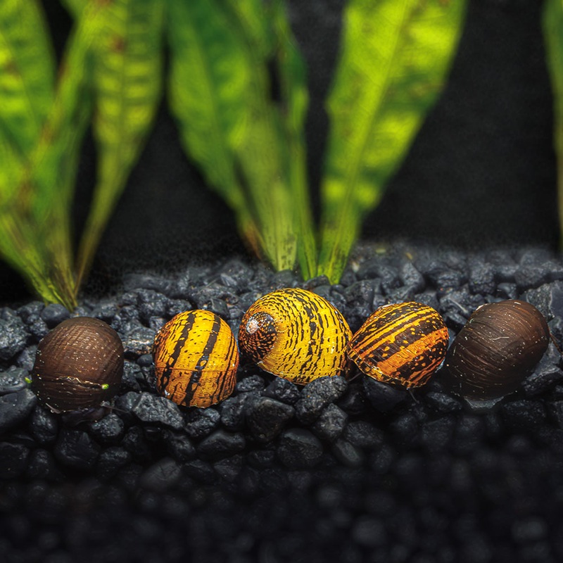 3 O-Ring Nerite Snails|3 Pack