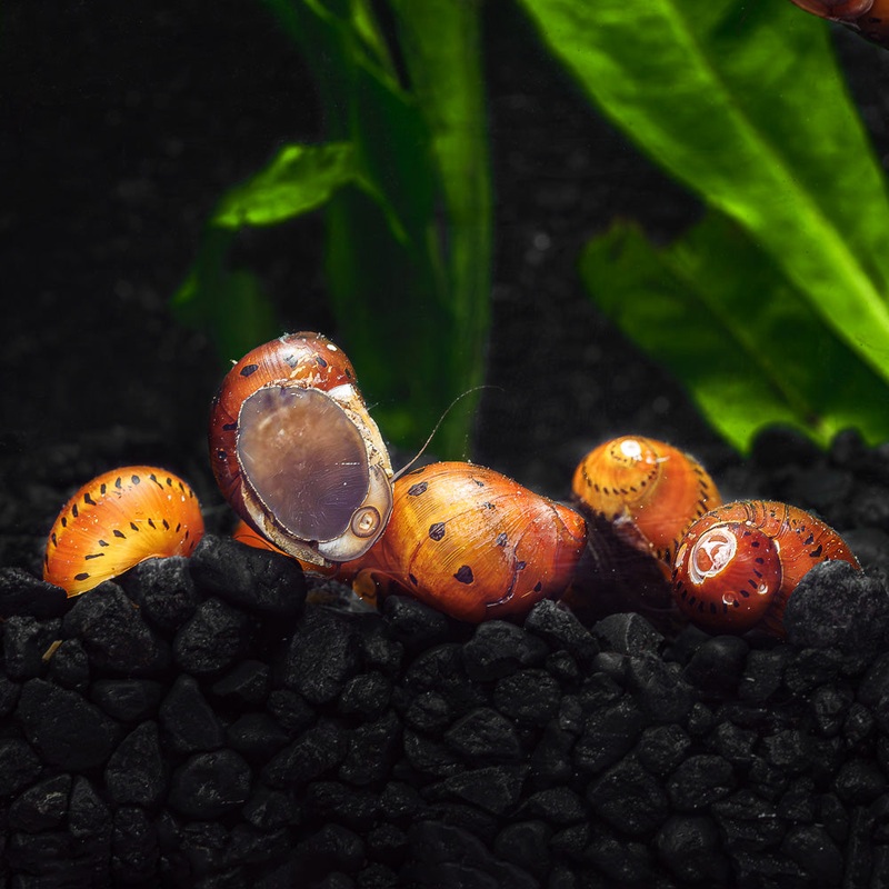3 Onion Nerite Snails|3 Pack