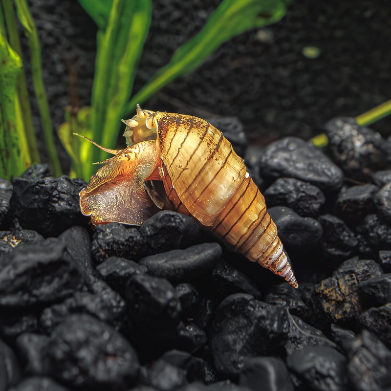 3 Prambanan Nerite Snails|3 Pack