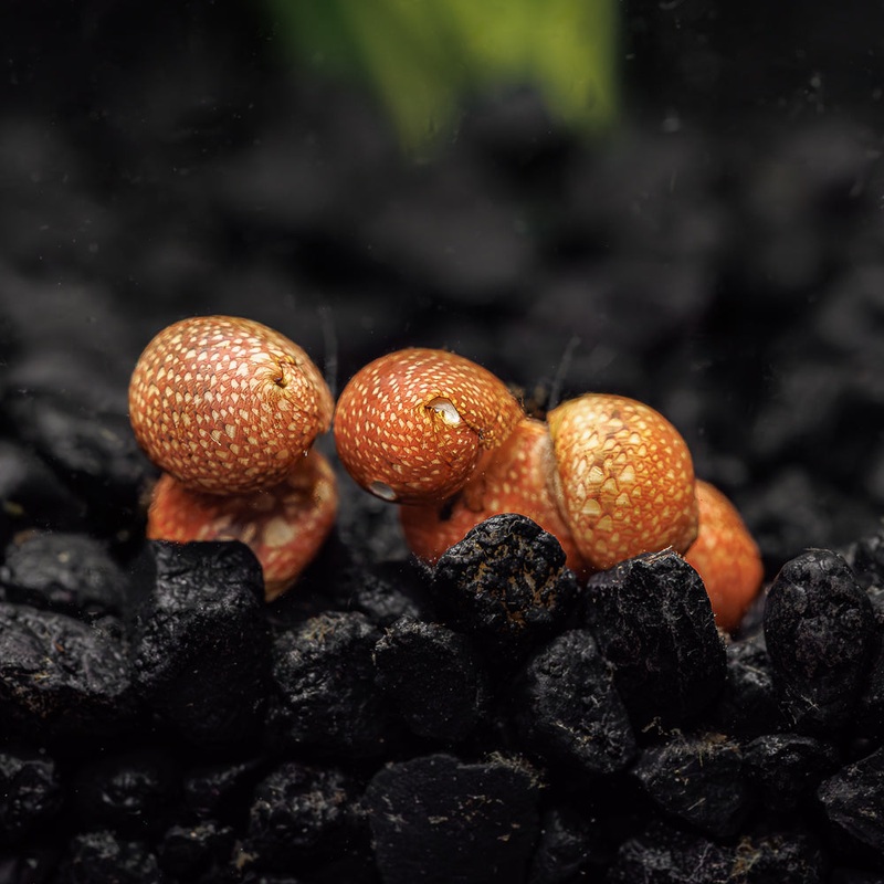 3 Red Pumpkin Nerite Snails|3 Pack