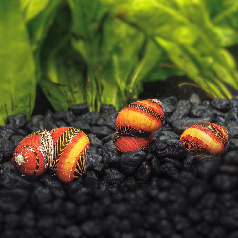 3 Red Racer Nerite Snails|3 Pack
