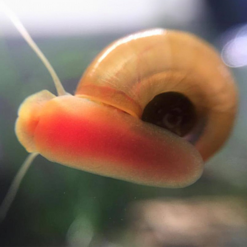 3 Red Ramshorn Snails|USA Bred|3 Pack