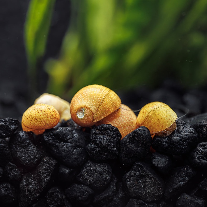 3 Yellow Pumpkin Nerite Snails