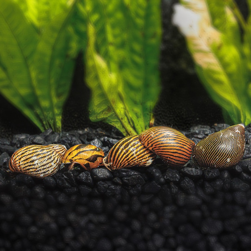 3 Zebra Nerite Snails|3 Pack