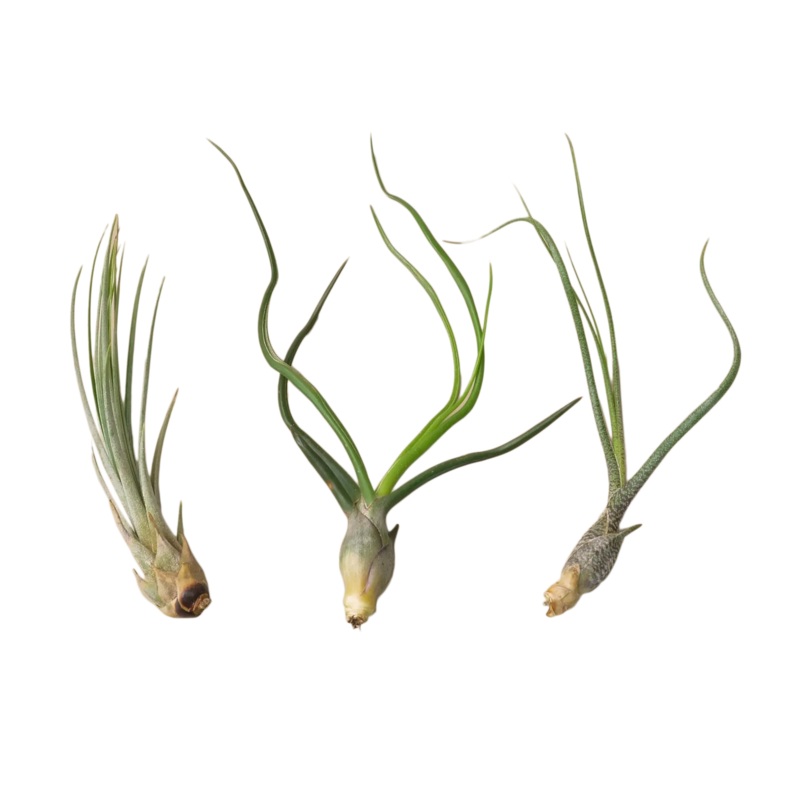 Air Plant Subscription Box
