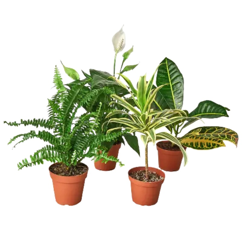 Air Purifying Variety Bundle|3″|4″|6″|4 Pack