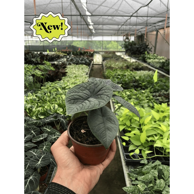 Alocasia Melo|4″|Nursery Pot