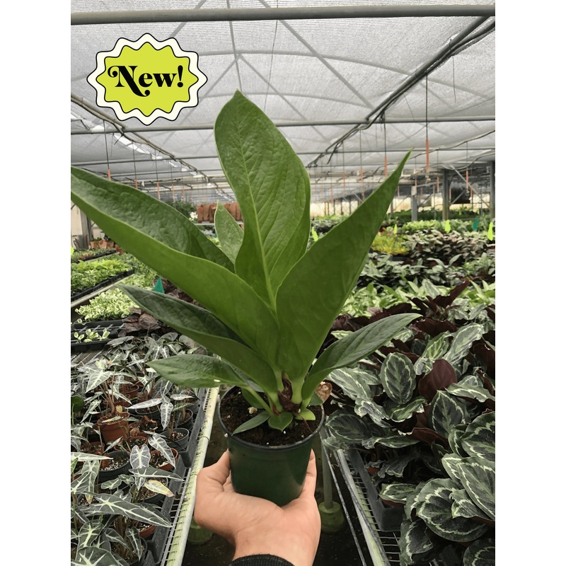 Anthurium Cobra|4″|Nursery Pot