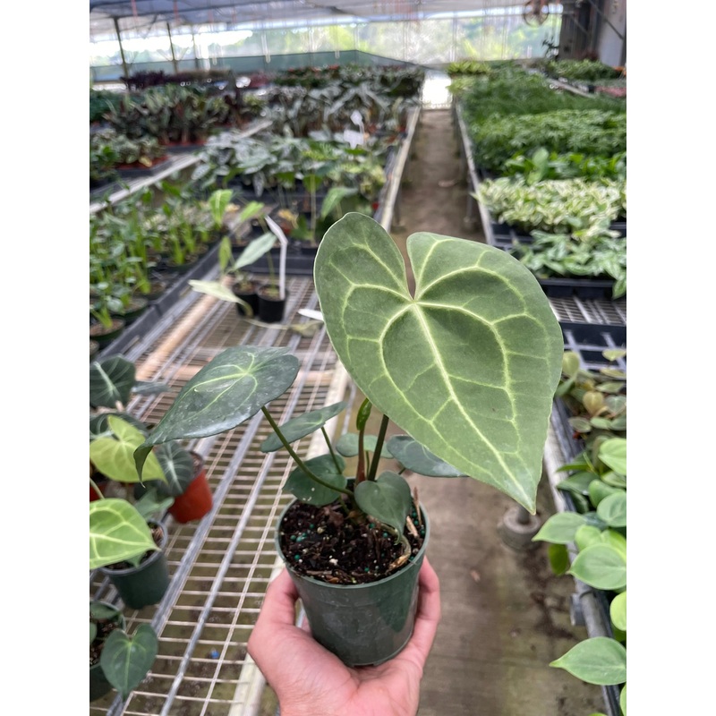 Anthurium ‘Pterodactyl’|4″|Nursery Pot