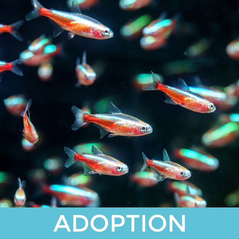 Assorted Nano Fish [Adoption]|Imported|1 Fish