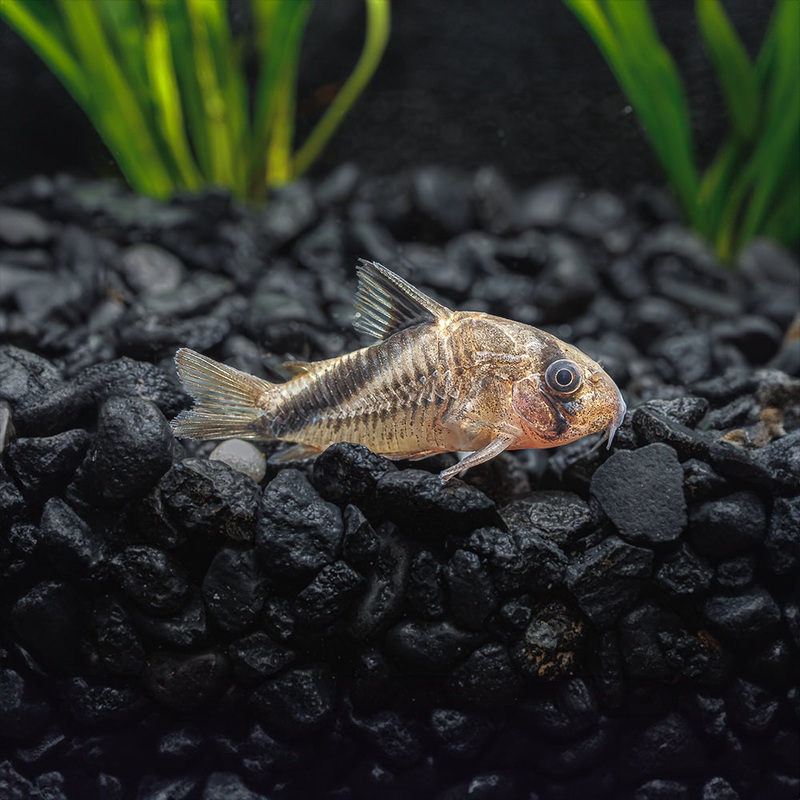 Bandit Cory | Corydoras metae|Imported|1 Fish