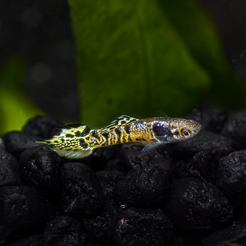 Bengal Tiger Endler|Imported|Male|Female|Pair (M/F)