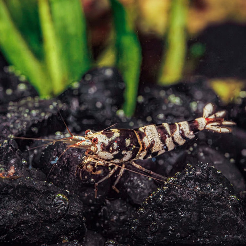 Black Fancy Tiger Shrimp – High Grade