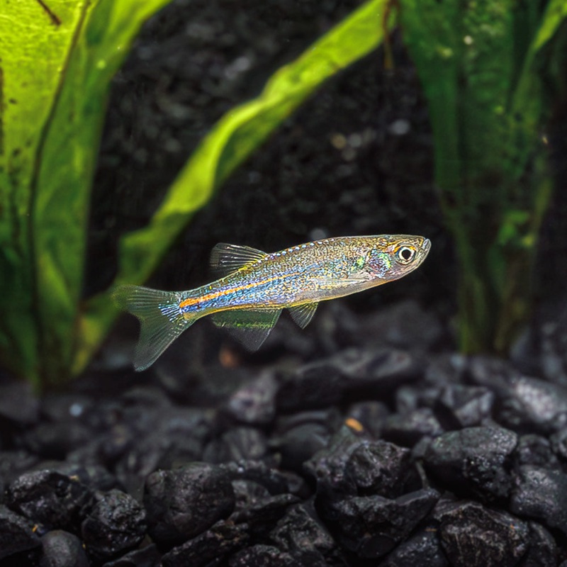 Blue Danio | Brachydanio Kerri