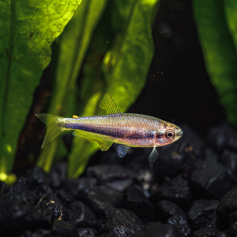 Blue (Purple) Emperor Tetra | Inpaichthys kerri