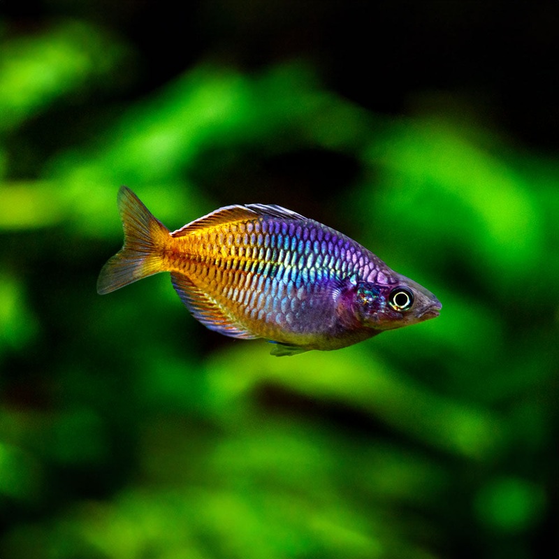 Boesemani Rainbowfish | Melanotaenia boesemani