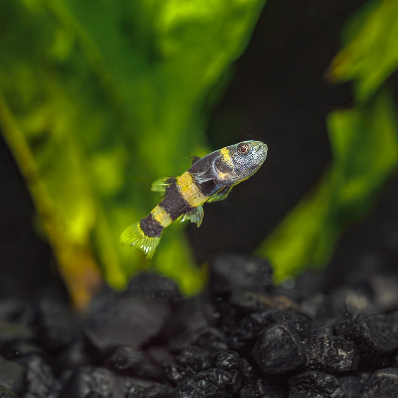 Bumblebee Goby | Brachygobius doriae