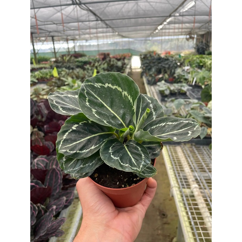 Calathea ‘Green Goddess’|4″|6″|Nursery Pot