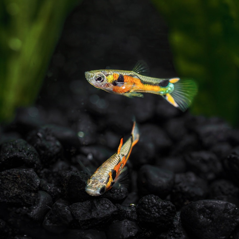 Campoma No. 7 Endler|Imported|Male|Female|Pair (M/F)