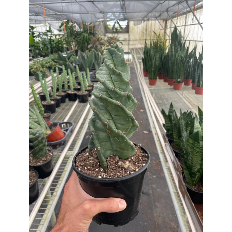 Cereus forbesii ‘Spiralis’|6″|Nursery Pot
