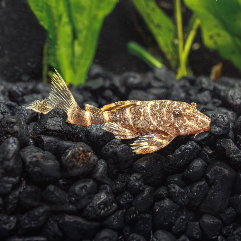 Clown Pleco L103 | Panaqolus maccus